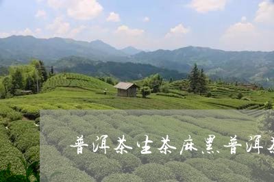 普洱茶生茶麻黑普洱茶/2023062857179