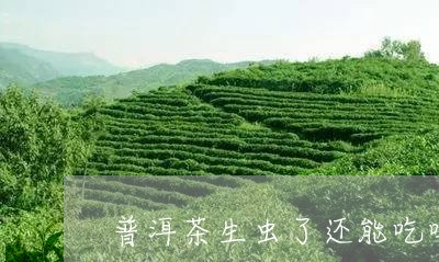 普洱茶生虫了还能吃吗/2023061636161