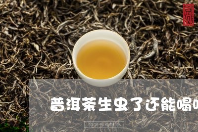 普洱茶生虫了还能喝吗/2023092798369