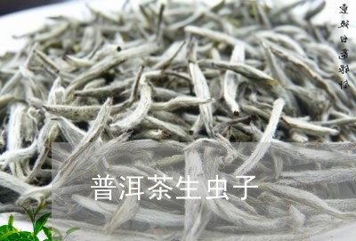 普洱茶生虫子/2023042984492