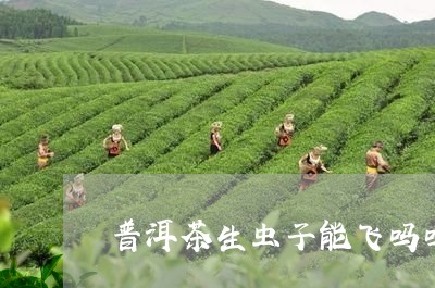 普洱茶生虫子能飞吗吗/2023063064936