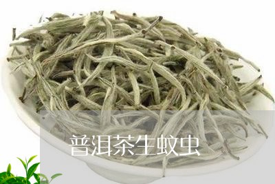 普洱茶生蚊虫/2023042620968