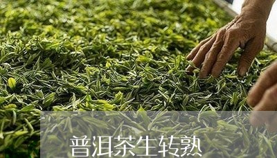 普洱茶生转熟/2023042506579