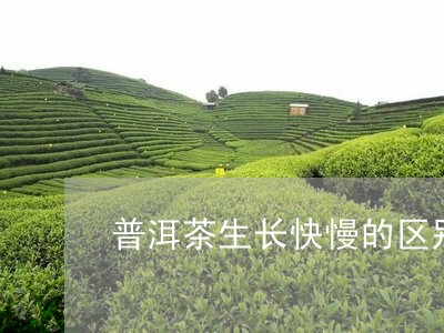 普洱茶生长快慢的区别是/2023050601824