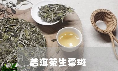 普洱茶生霉斑/2023042699041