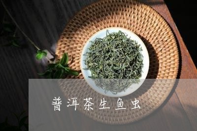 普洱茶生鱼虫/2023042728482