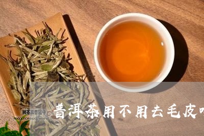 普洱茶用不用去毛皮喝/2023121799470