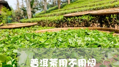 普洱茶用不用闷/2023101605157