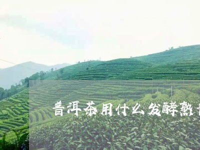 普洱茶用什么发酵熟普/2023062250472