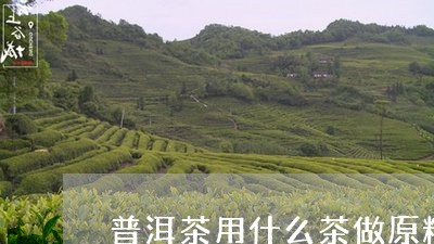 普洱茶用什么茶做原料/2023100759280