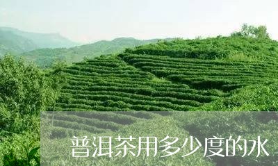 普洱茶用多少度的水/2023071031803