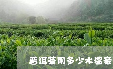 普洱茶用多少水温亲泡/2023093078502