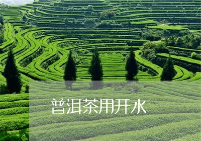 普洱茶用开水/2023042855282