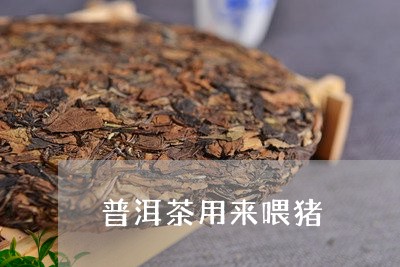 普洱茶用来喂猪/2023120360625