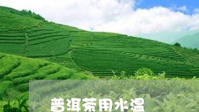 普洱茶用水温/2023042663528