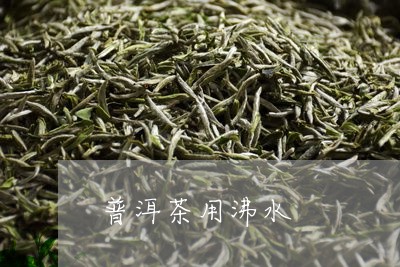 普洱茶用沸水/2023042649458