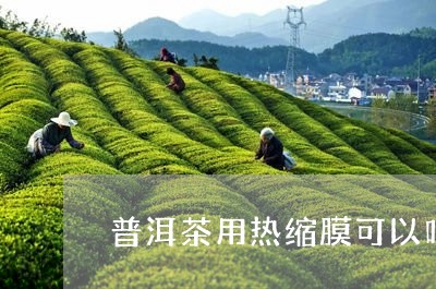 普洱茶用热缩膜可以吗/2023121787158