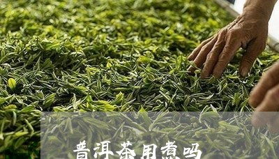 普洱茶用煮吗/2023042914272