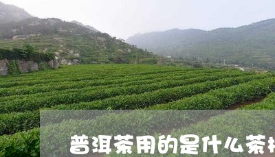 普洱茶用的是什么茶树/2023120636258