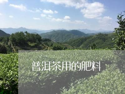 普洱茶用的肥料/2023101698170