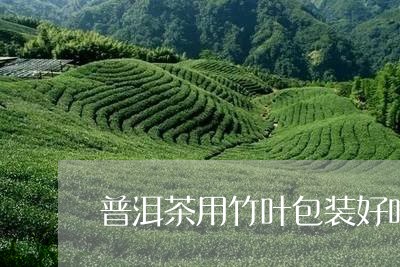 普洱茶用竹叶包装好吗/2023062316169