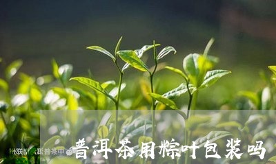 普洱茶用粽叶包装吗/2023120536947