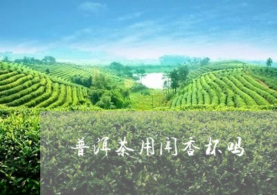 普洱茶用闻香杯吗/2023120414845