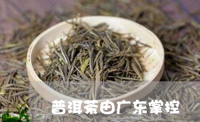 普洱茶由广东掌控/2023120477371