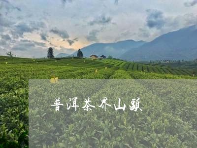 普洱茶界山头/2023042602454