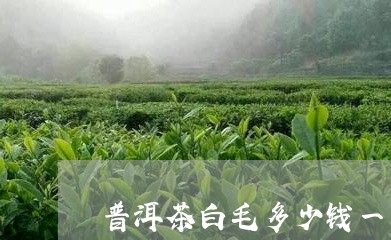 普洱茶白毛多少钱一斤/2023072126938