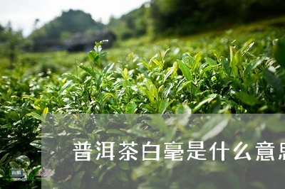 普洱茶白毫是什么意思/2023072414049