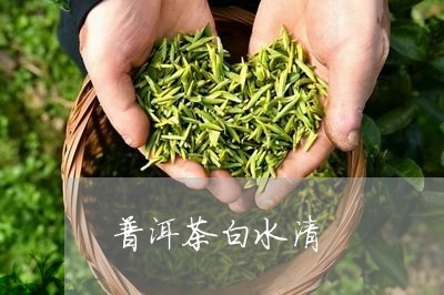 普洱茶白水清/2023042804490