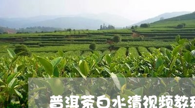 普洱茶白水清视频教程/2023062340603