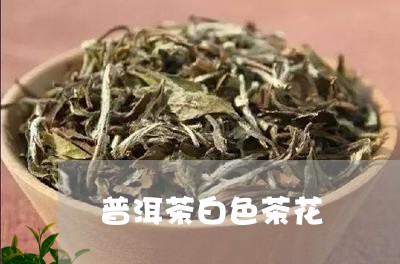 普洱茶白色茶花/2023110790793