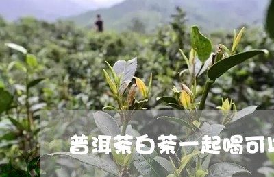 普洱茶白茶一起喝可以吗/2023082599484