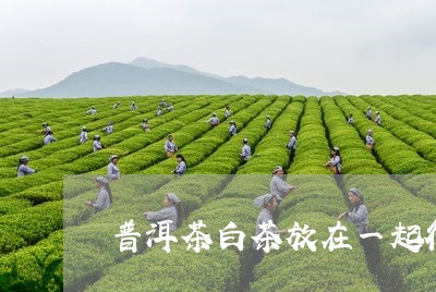 普洱茶白茶放在一起行吗/2023121780475