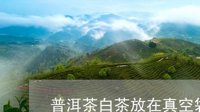 普洱茶白茶放在真空袋/2023062294936