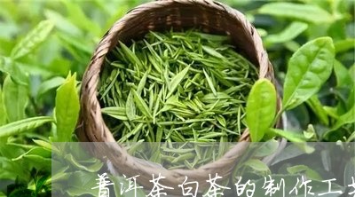 普洱茶白茶的制作工艺/2023062962815