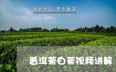 普洱茶白茶视频讲解/2023082691704