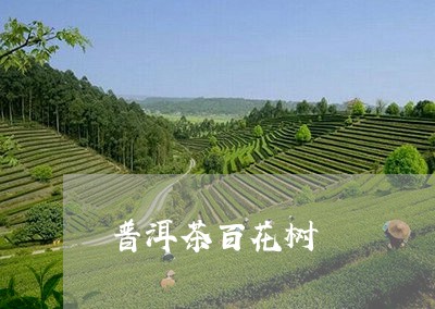 普洱茶百花树/2023042574322