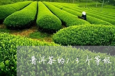 普洱茶的13个等级/2023071178591