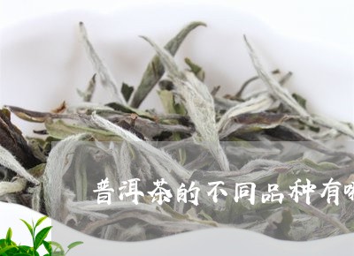 普洱茶的不同品种有哪些/2023102458502