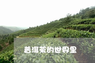 普洱茶的世界里/2023102612737