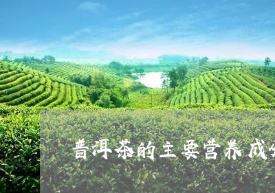 普洱茶的主要营养成分/2023092842815