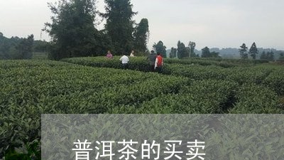 普洱茶的买卖/2023042707805