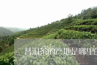 普洱茶的产地是哪里的好/2023110150472