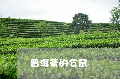 普洱茶的仓鼠/2023112662606