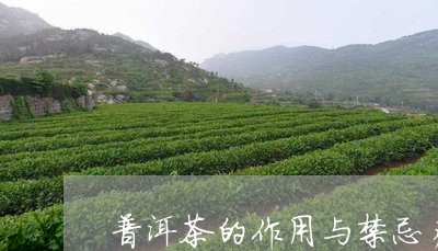 普洱茶的作用与禁忌症/2023061735059