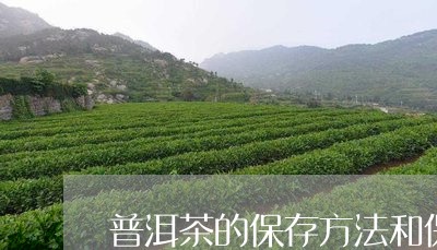 普洱茶的保存方法和保质期多久啊/2023060227461