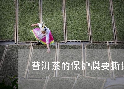 普洱茶的保护膜要撕掉吗/2023110189179